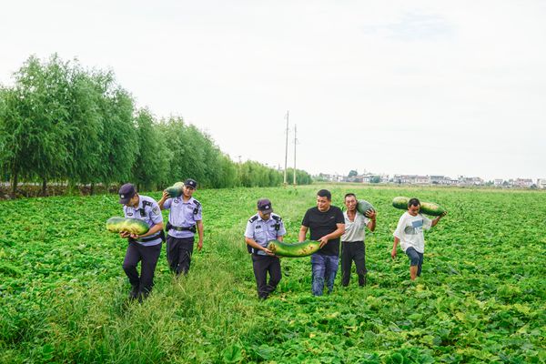 助農(nóng)采收冬瓜.jpg
