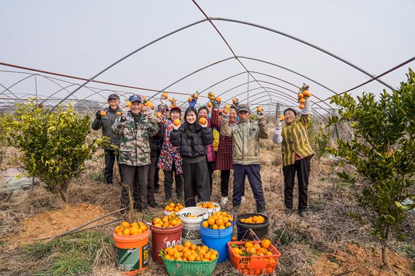 展示丑橘.jpg 展示丑橘.jpg